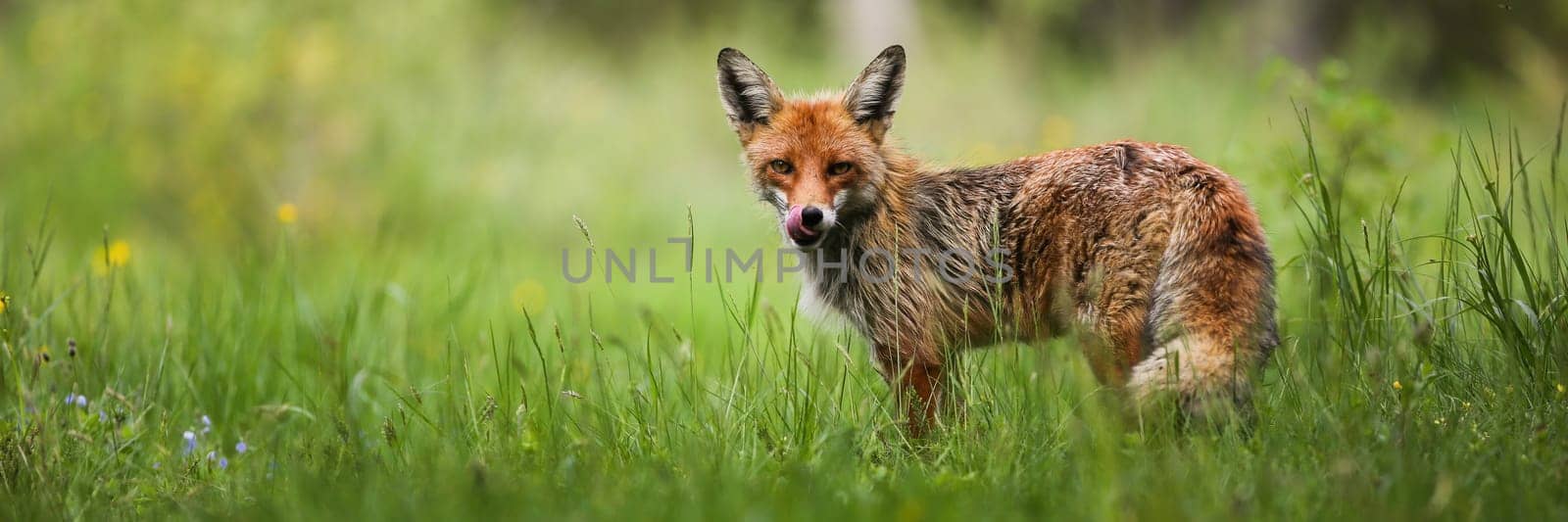 Red fox, vulpes vulpes, observing on fresh grassland with space for text. Orange predator licking mouth on meadow. Wild mammal standing on green wilderness in summer.