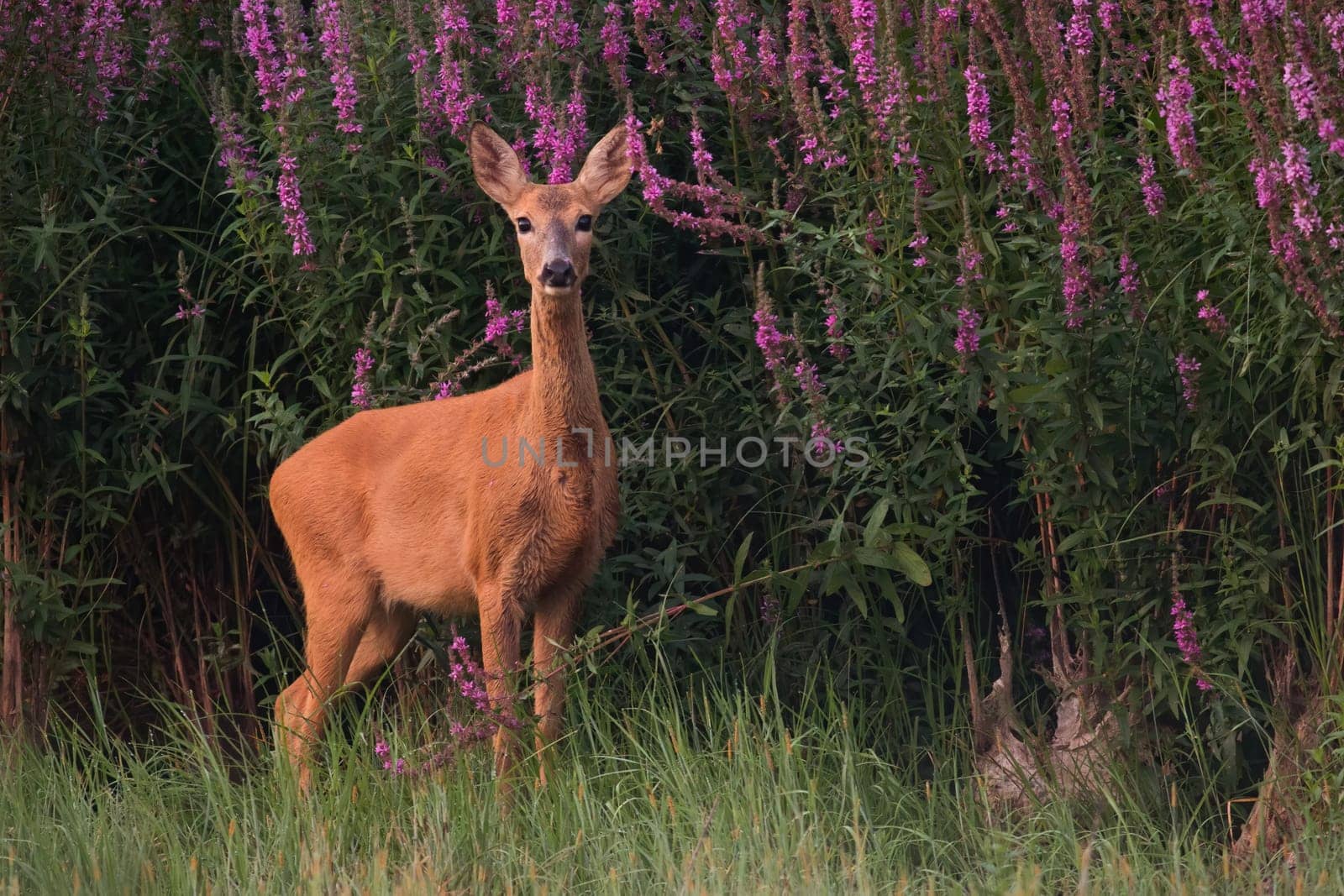 Female roe deer, capreolus capreolus, standing next to blooming flowers in summer. Doe looking to the camera on meadow. Feathered mammal staring on grassland.