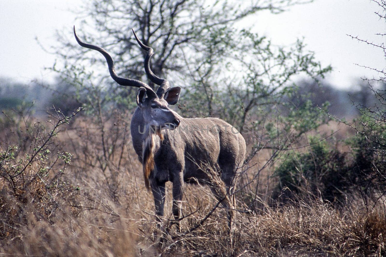 Kudu (Tragelaphus strepsiceros), Kruger National Park, Mpumalanga, South Africa