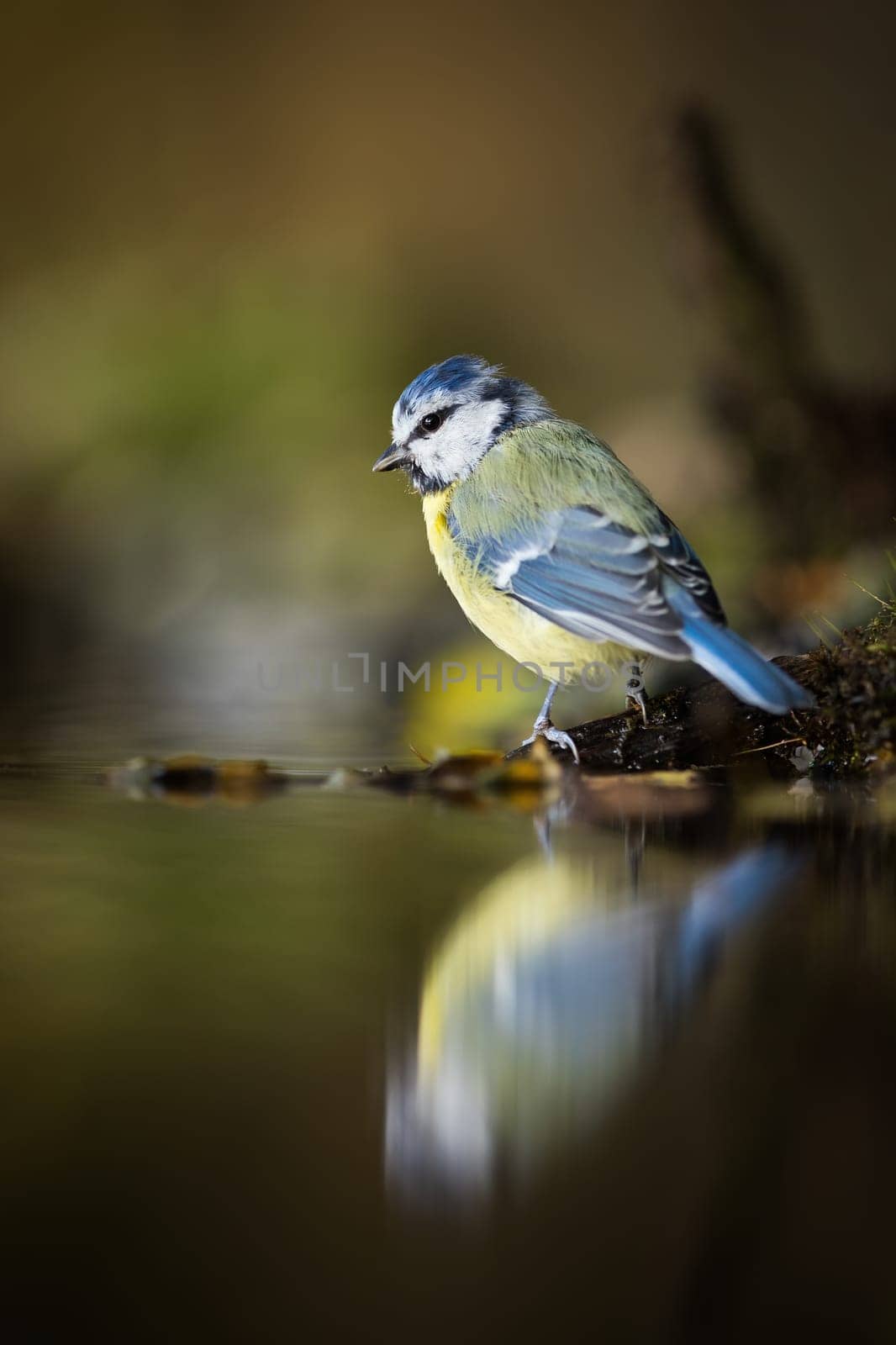 Eurasian blue tit, cyanistes caeruleus, looking to the reflection in water. Blue and yellow songbird sitting on riverside in spring. Color feathered animal resting next to river.