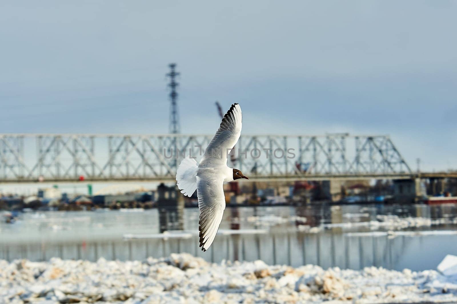 a seagull soaring in a blue sky with clouds. High quality photo