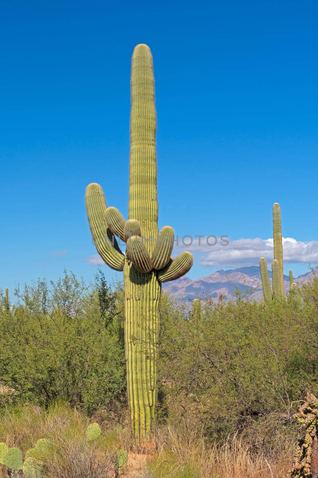 Saguaro Cactus in the Autumn Desert in Saguaro National Park in Arizona