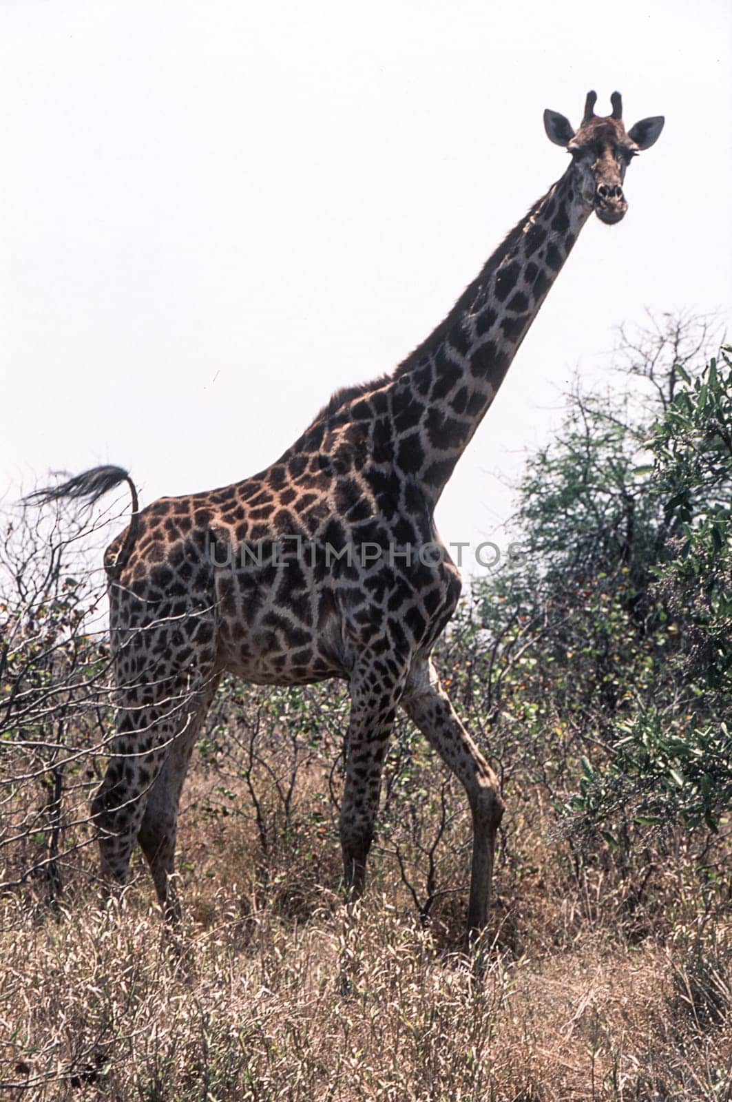 Giraffe (Giraffa camelopardalis), Kruger National Park, Mpumalanga, South Africa