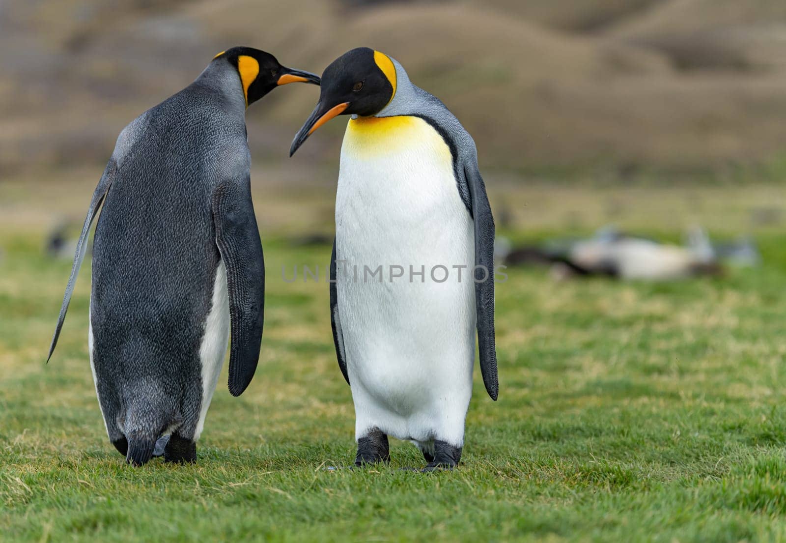 Pair of 2 King Penguins (APTENODYTES PATAGONICUS) on South Georgia isolated against green background