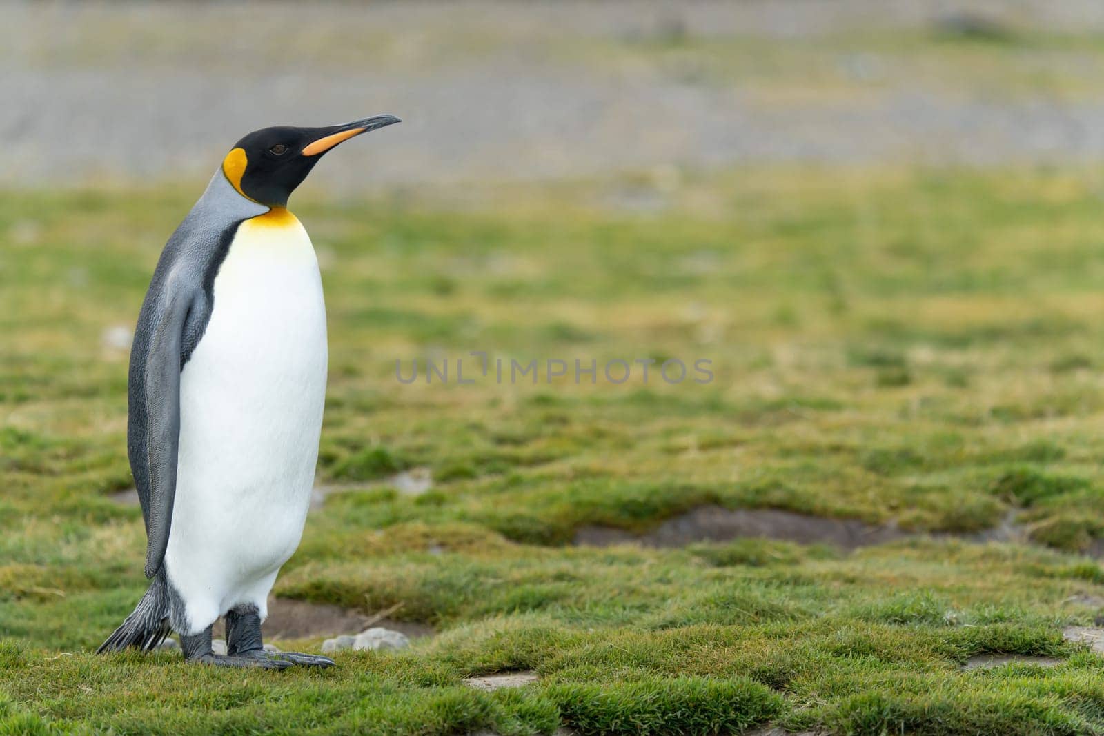 individual king penguin King penguin (APTENODYTES PATAGONICUS) in South Georgia poses on beach