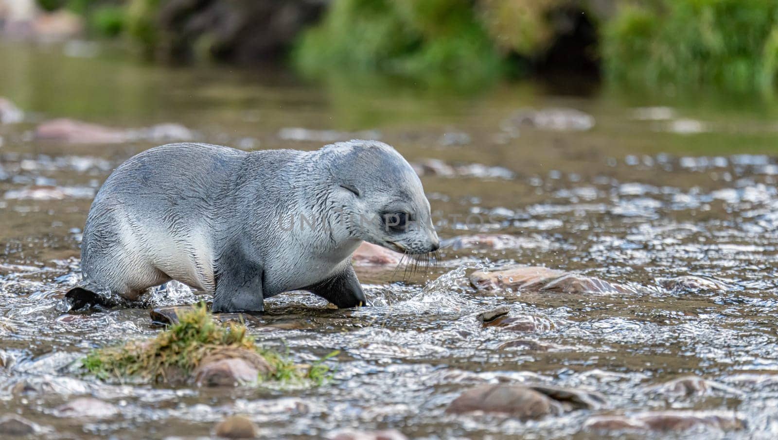 Young Antarctic fur seal , Antarctic fur seal (Arctocephalus gazella) in South Georgia in its natural environment