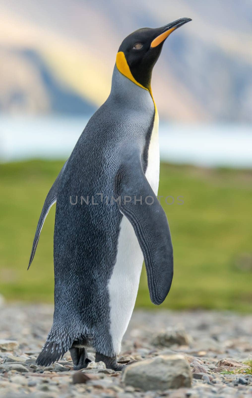individual king penguin King penguin (APTENODYTES PATAGONICUS) in South Georgia poses on beach