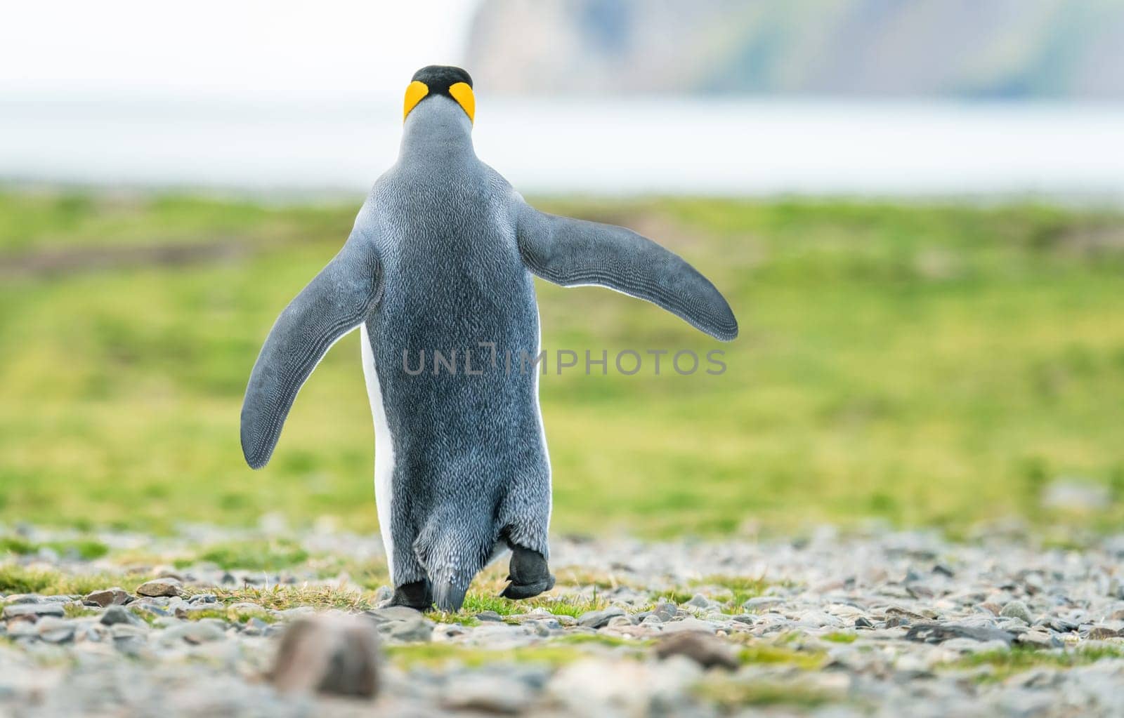 individual king penguin King penguin (APTENODYTES PATAGONICUS) in South Georgia poses on beach