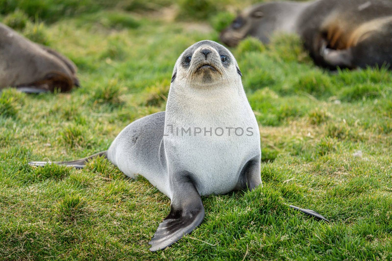 Young Antarctic fur seal , Antarctic fur seal (Arctocephalus gazella) in South Georgia in its natural environment