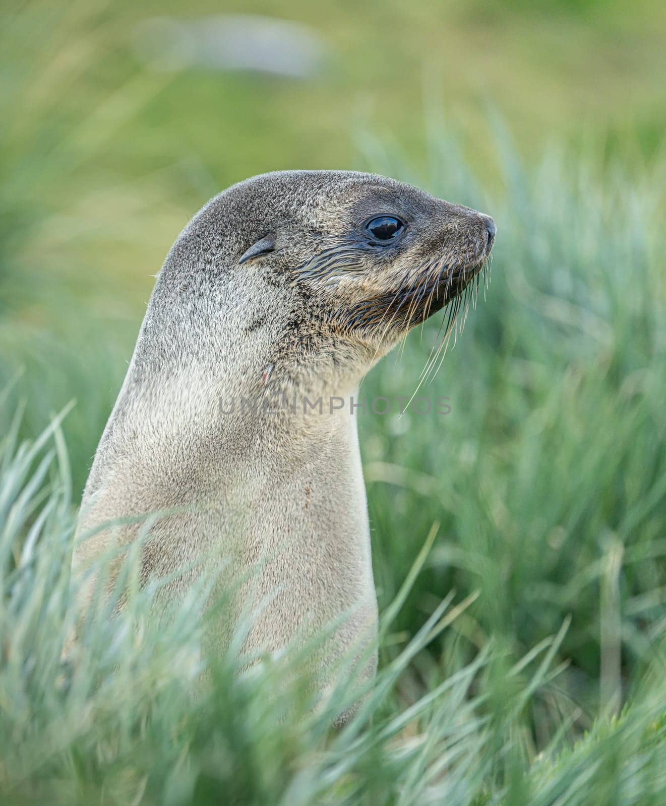 Young Antarctic fur seal , Antarctic fur seal (Arctocephalus gazella) in South Georgia in its natural environment