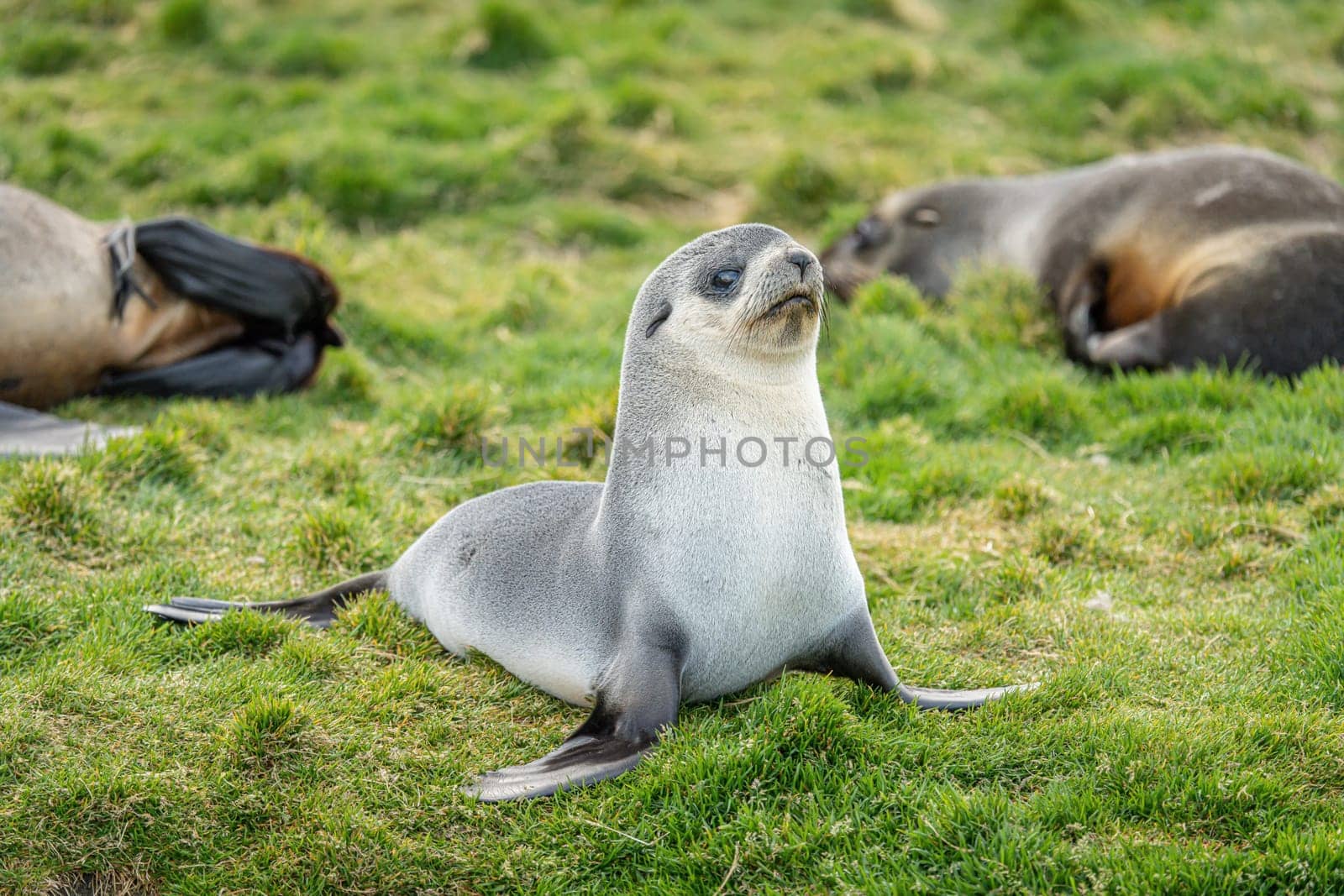Young Antarctic fur seal , Antarctic fur seal (Arctocephalus gazella) in South Georgia in its natural environment