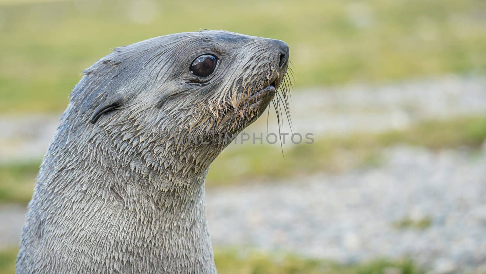 Young Antarctic fur seal , Antarctic fur seal (Arctocephalus gazella) in South Georgia in its natural environment
