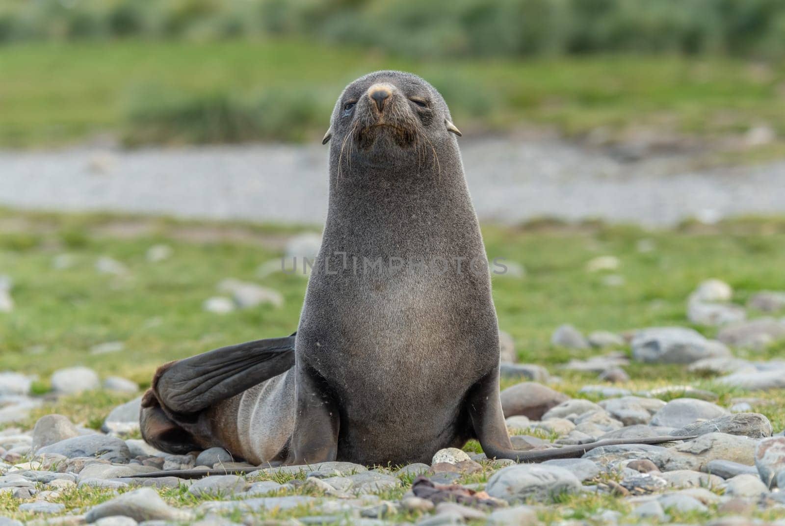 Young Antarctic fur seal , Antarctic fur seal (Arctocephalus gazella) in South Georgia in its natural environment