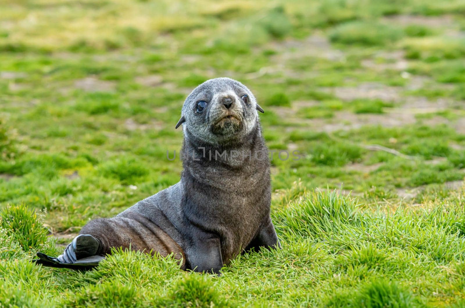 Young Antarctic fur seal , Antarctic fur seal (Arctocephalus gazella) in South Georgia in its natural environment