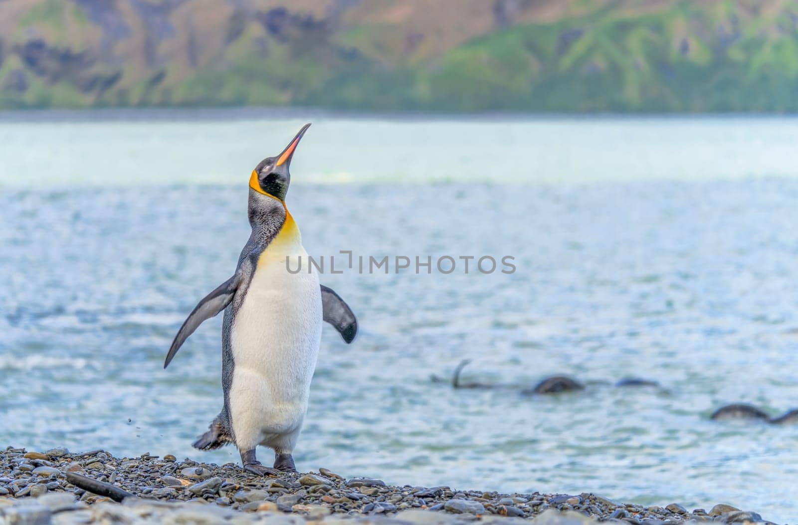 individual king penguin King penguin (APTENODYTES PATAGONICUS) in South Georgia poses on beach