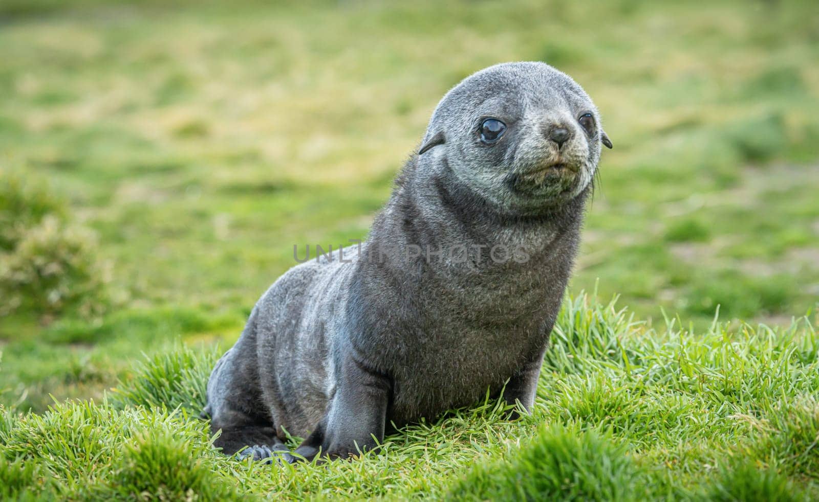 Young Antarctic fur seal , Antarctic fur seal (Arctocephalus gazella) in South Georgia in its natural environment