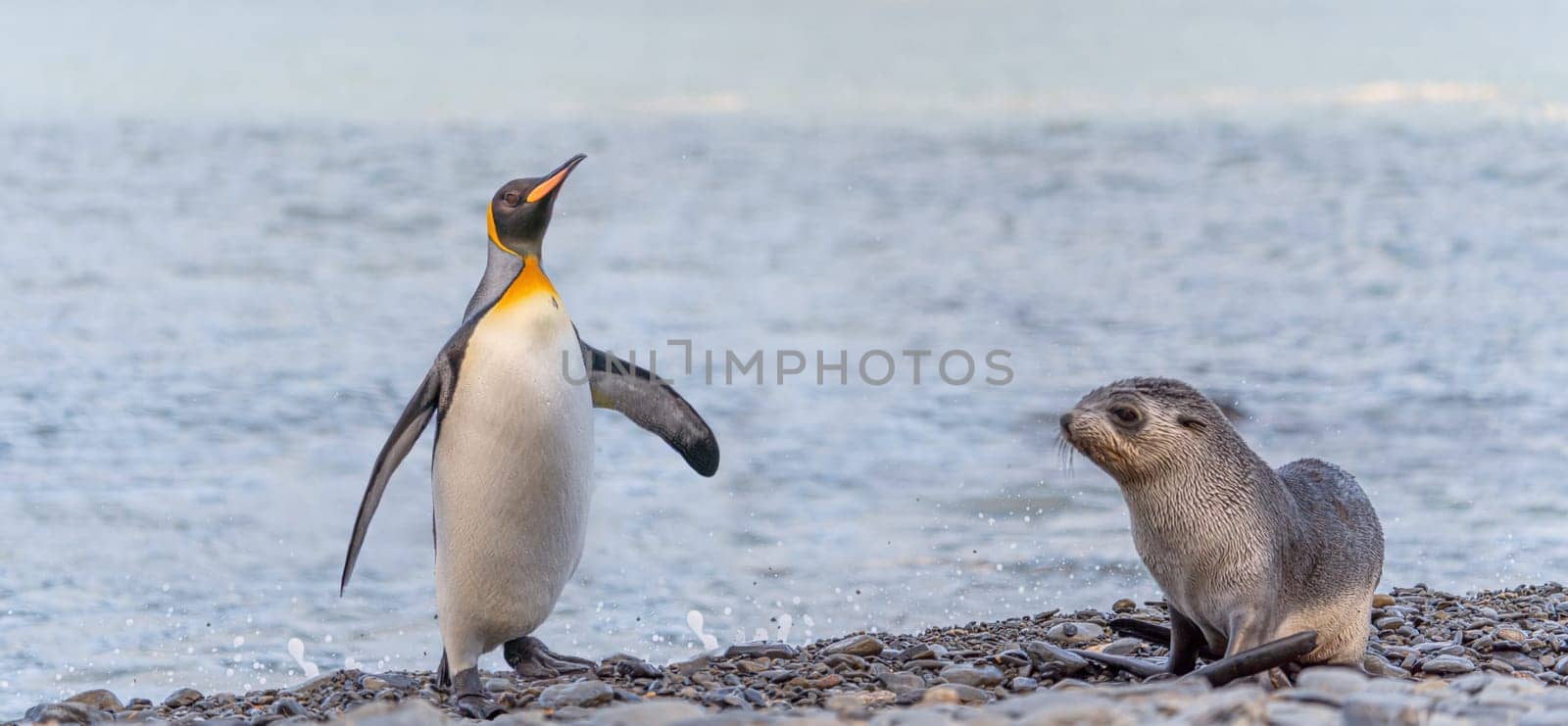 individual king penguin King penguin (APTENODYTES PATAGONICUS) in South Georgia poses on beach
