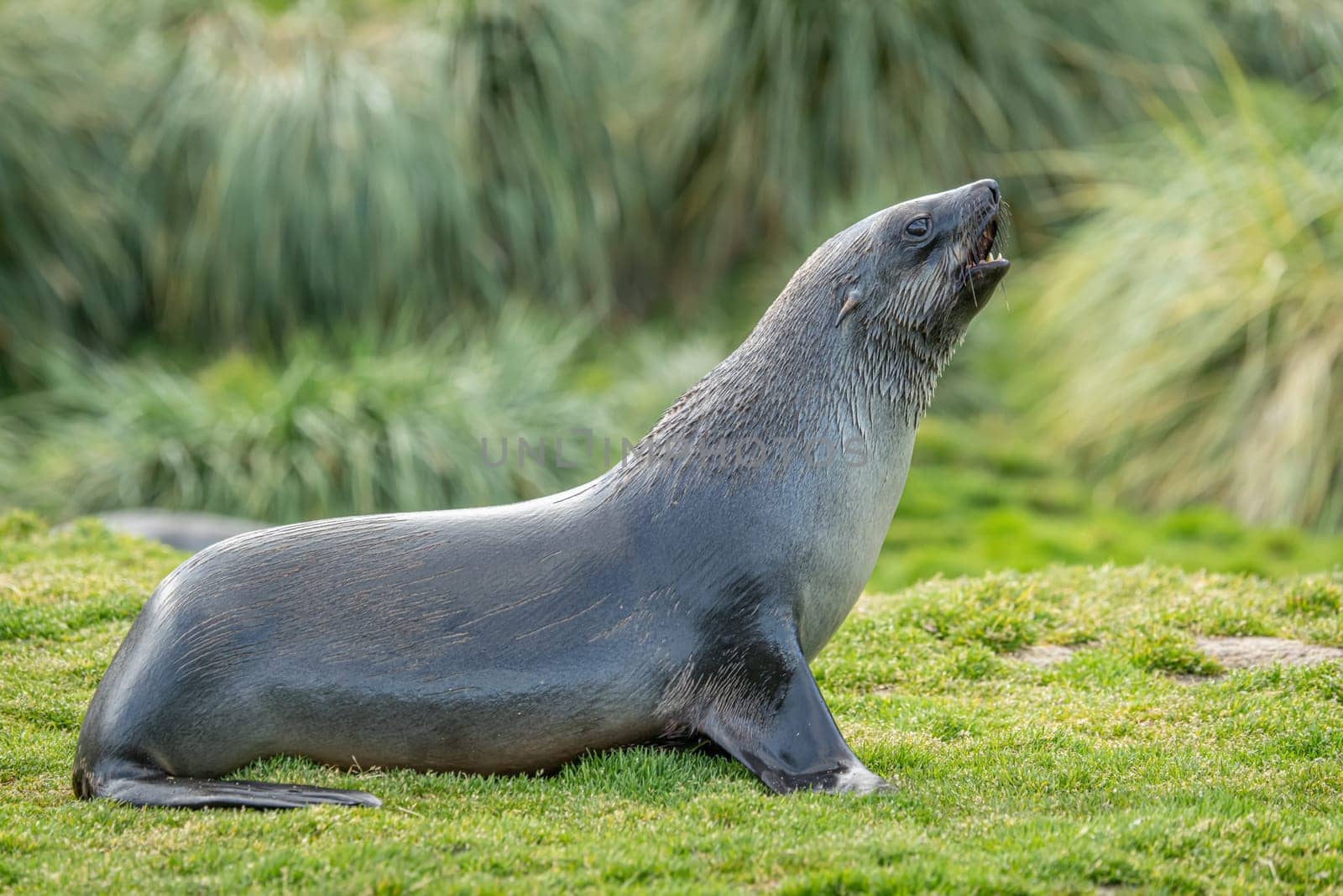 Young Antarctic fur seal , Antarctic fur seal (Arctocephalus gazella) in South Georgia in its natural environment