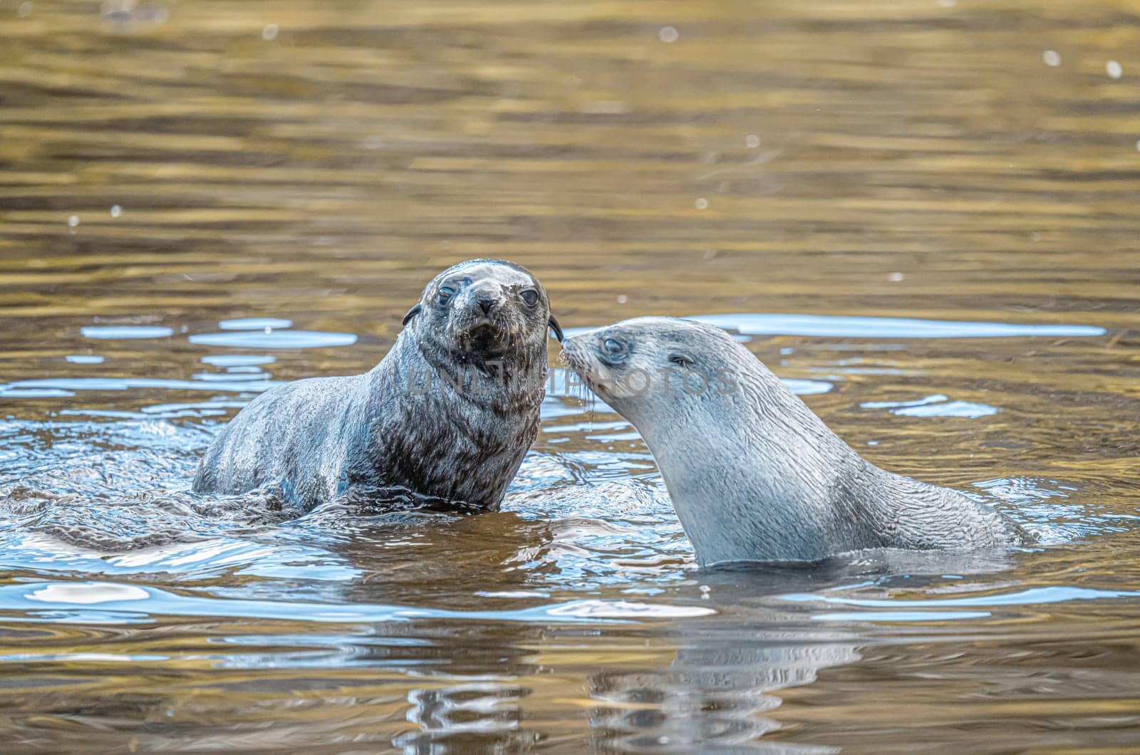 Young Antarctic fur seal , Antarctic fur seal (Arctocephalus gazella) in South Georgia in its natural environment