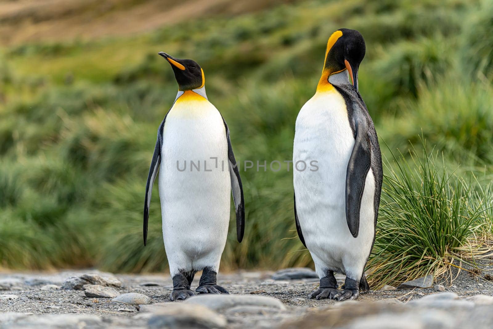 Pair of 2 King Penguins (APTENODYTES PATAGONICUS) on South Georgia isolated against green background