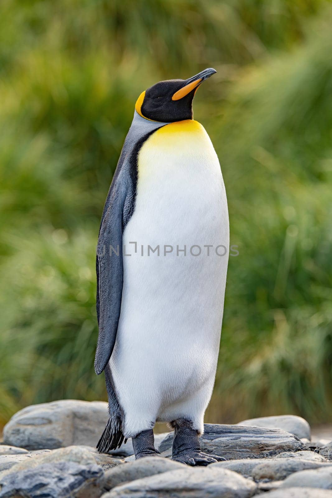 individual king penguin King penguin (APTENODYTES PATAGONICUS) in South Georgia poses on beach