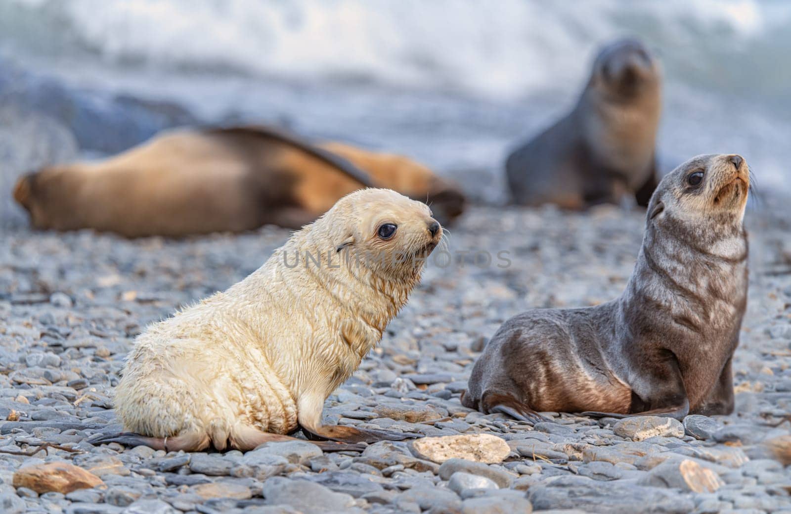 rare, light-coloured, pale blond, exposed, Antarctic fur seal baby (Arctocephalus gazella) on South Georgia, home to over 95% of the world's Antarctic seal population
