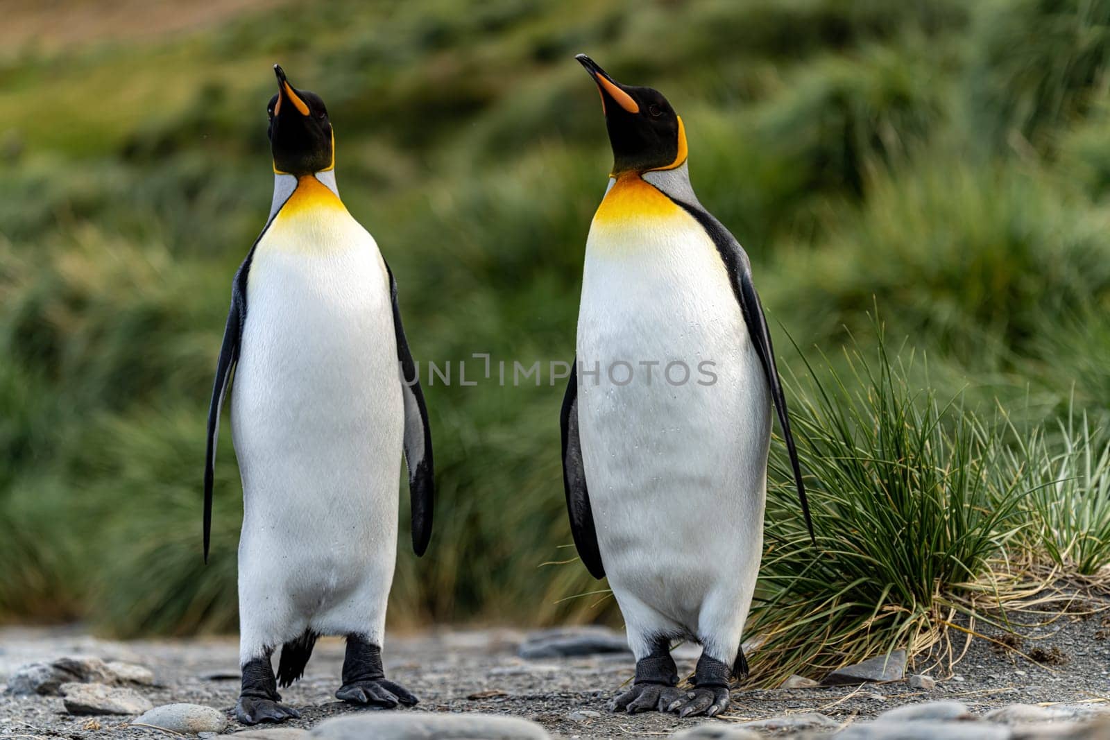 Pair of 2 King Penguins (APTENODYTES PATAGONICUS) on South Georgia isolated against green background