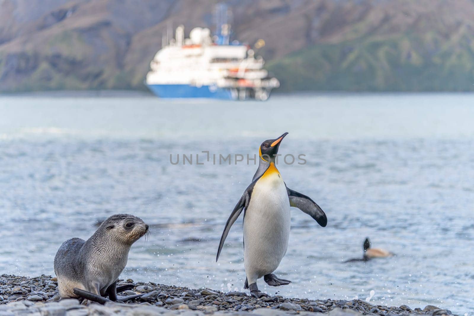 Tourists in zodiacs of an Antarctic expedition ship disembarking in Fortuna Bay on the north coast of South Georgia with king penguins in the foreground