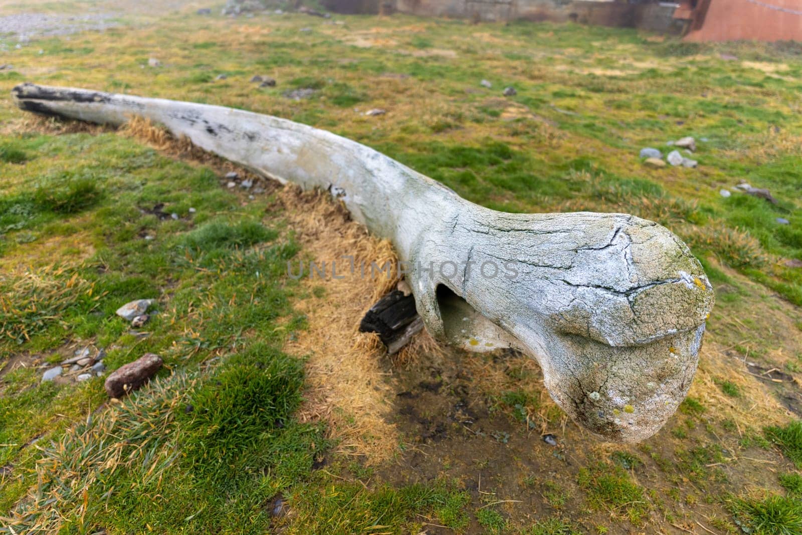 Old whalebone on the beach of the now abandoned whaling station in Grytviken -on the island of South Georgia.