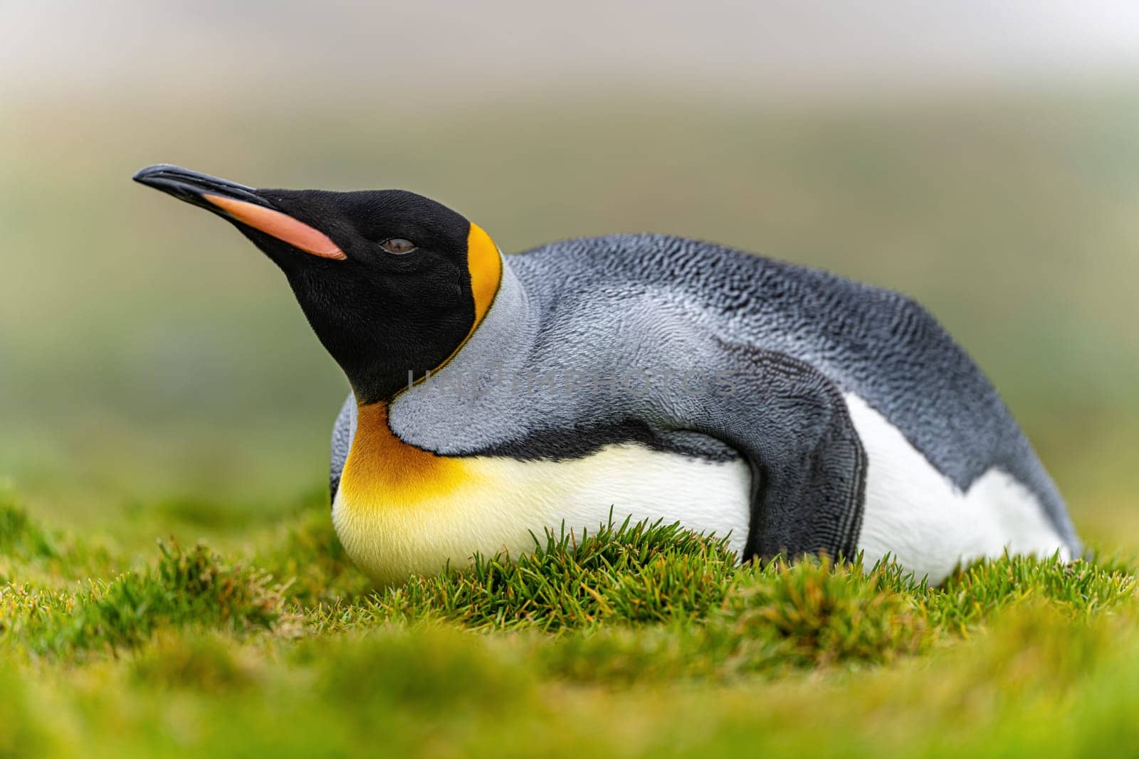individual king penguin (APTENODYTES PATAGONICUS) lies relaxed on its belly in green grass of South Georgia, looking ahead