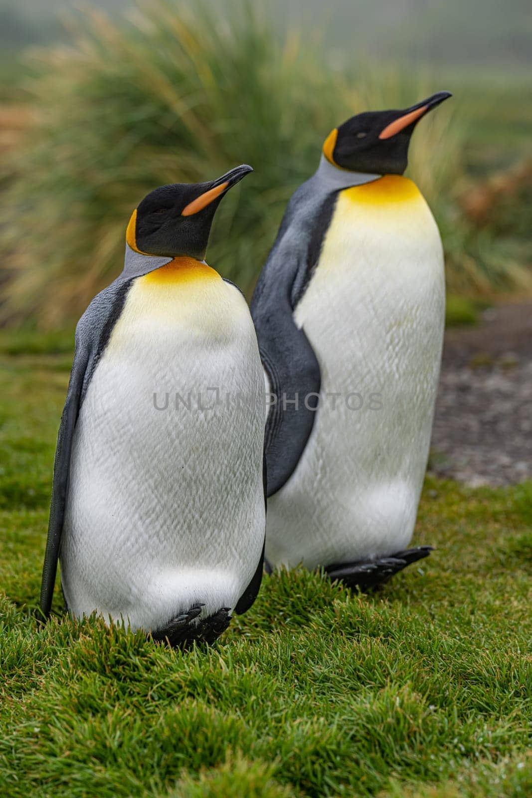 Pair of 2 King Penguins (APTENODYTES PATAGONICUS) on South Georgia isolated against green background