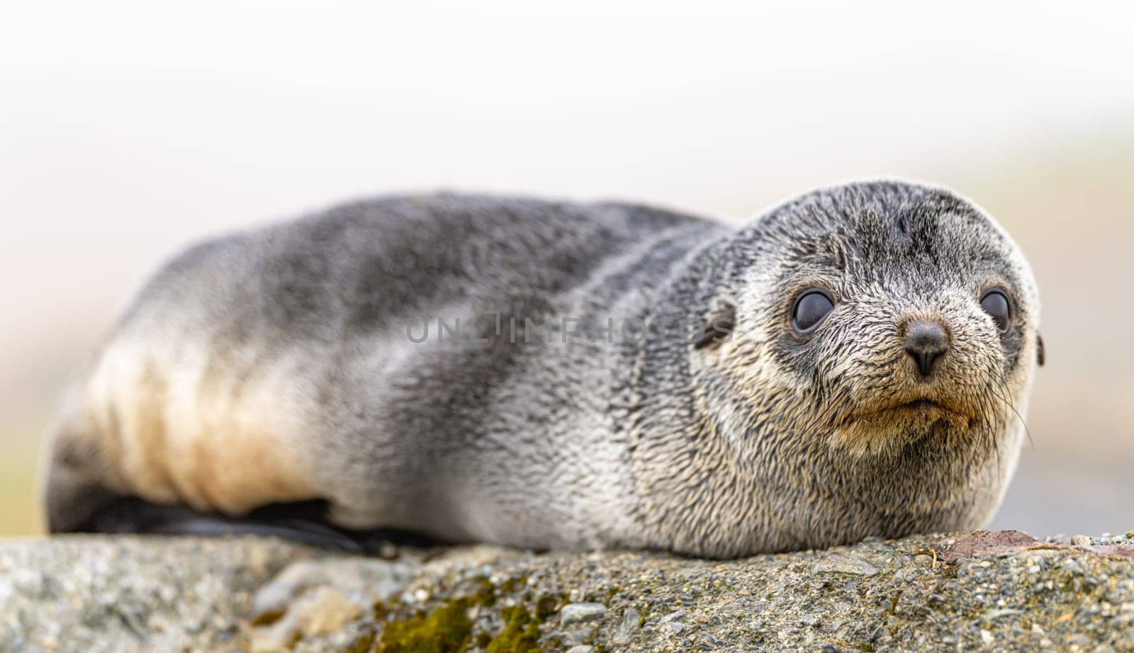 Young Antarctic fur seal , Antarctic fur seal (Arctocephalus gazella) in South Georgia in its natural environment
