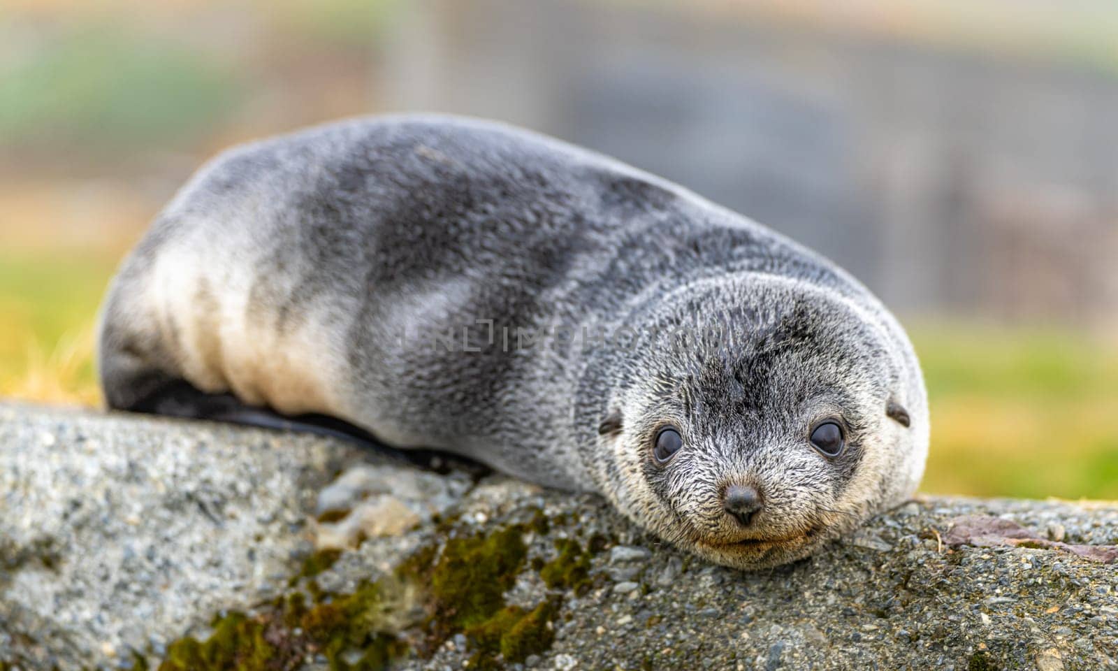 Young Antarctic fur seal , Antarctic fur seal (Arctocephalus gazella) in South Georgia in its natural environment