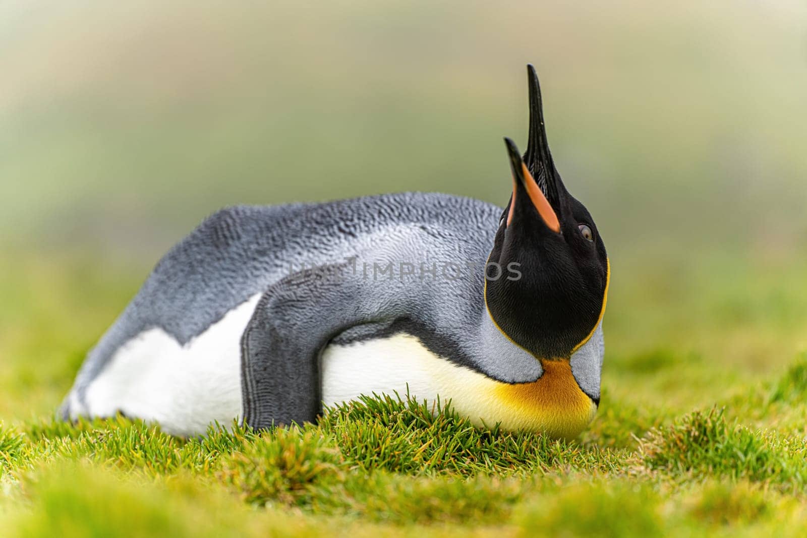individual king penguin (APTENODYTES PATAGONICUS) lying relaxed on its belly in green grass of South Georgia, looking up into the air with open beak