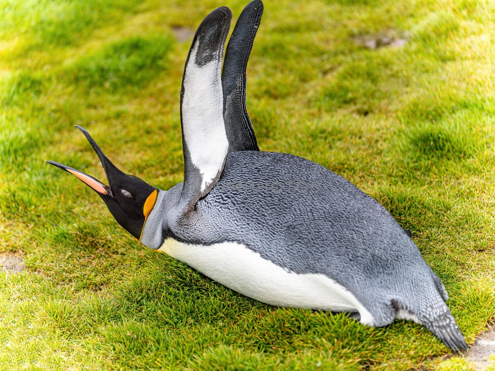 individual king penguin (APTENODYTES PATAGONICUS) lies relaxed on its belly in green grass of South Georgia, looking ahead