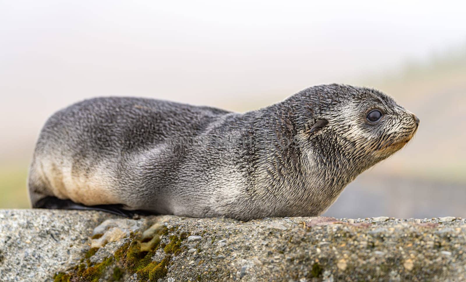 Young Antarctic fur seal , Antarctic fur seal (Arctocephalus gazella) in South Georgia in its natural environment