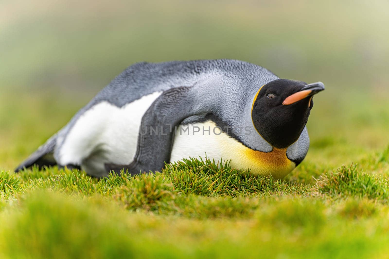 individual king penguin (APTENODYTES PATAGONICUS) lies relaxed on its belly in green grass of South Georgia, looking ahead