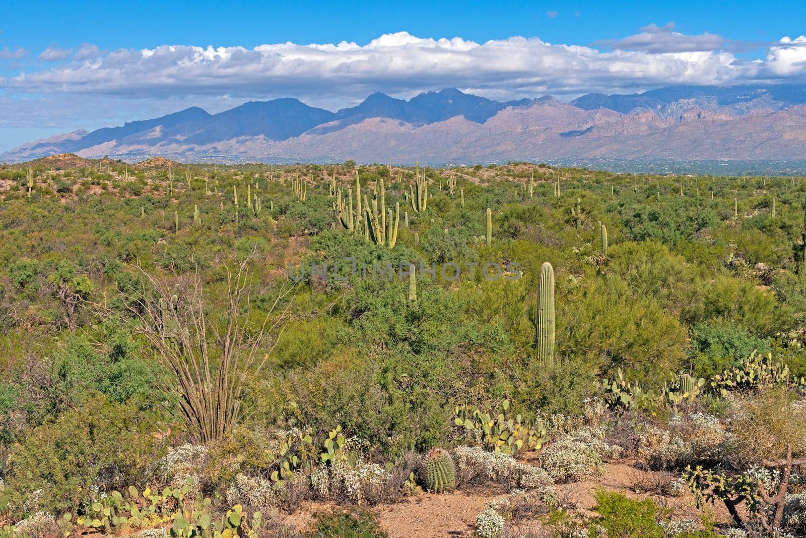 Cactus Garden in the Shadow of Desert Mountains at Saguaro National Park in Arizona