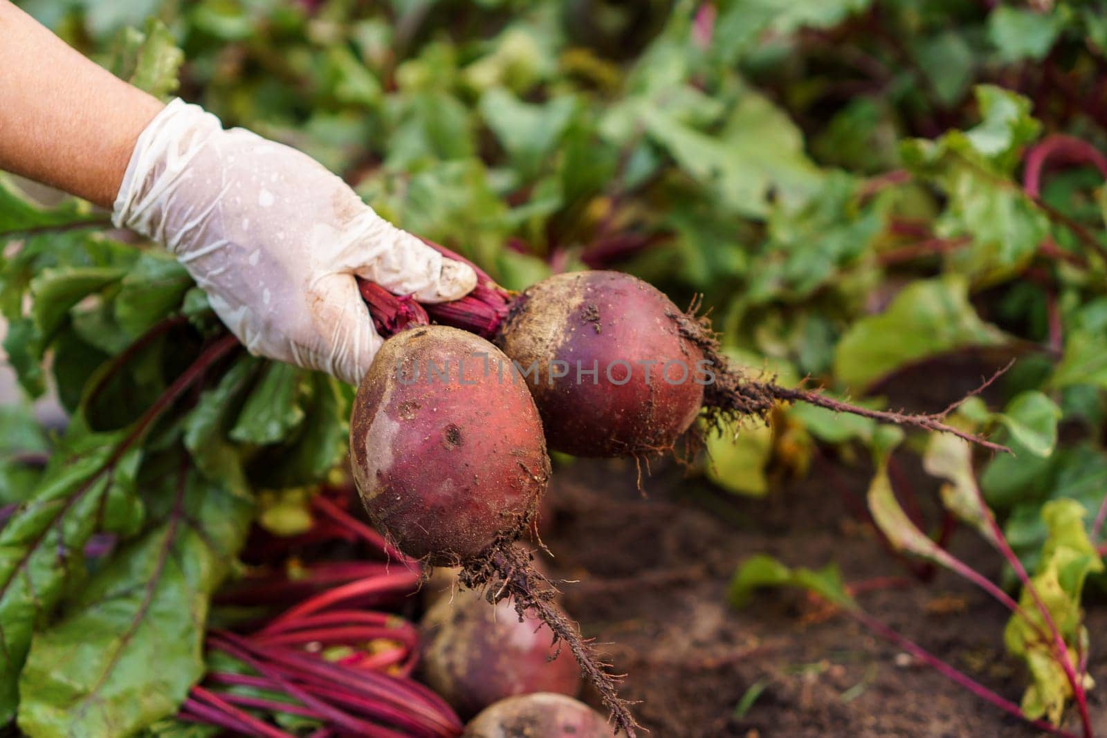 Freshly plucked beetroot from garden closeup. Hand of person in latex protective gloves uproot young ripe beet from ground. Plant growing, seasonal harvest. Vegetables, healthy and nitrate free food.