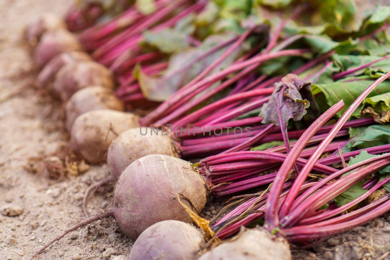 Batch of freshly plucked beetroot on ground closeup. Arrange ripe beet in row. Plant growing, seasonal big harvest. Vegetables cultivation and gardening. Healthy and nitrate free food.