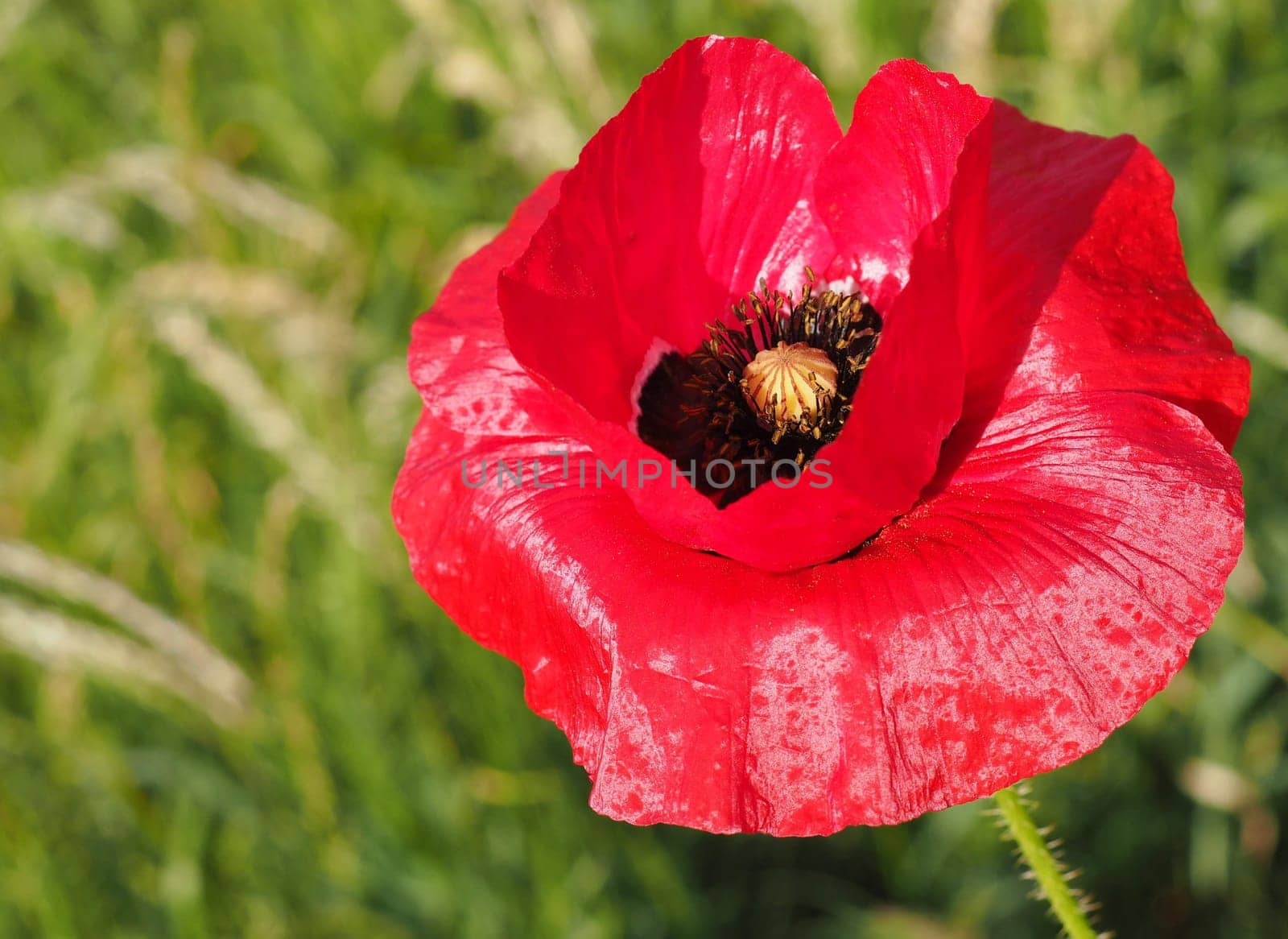 Poppy