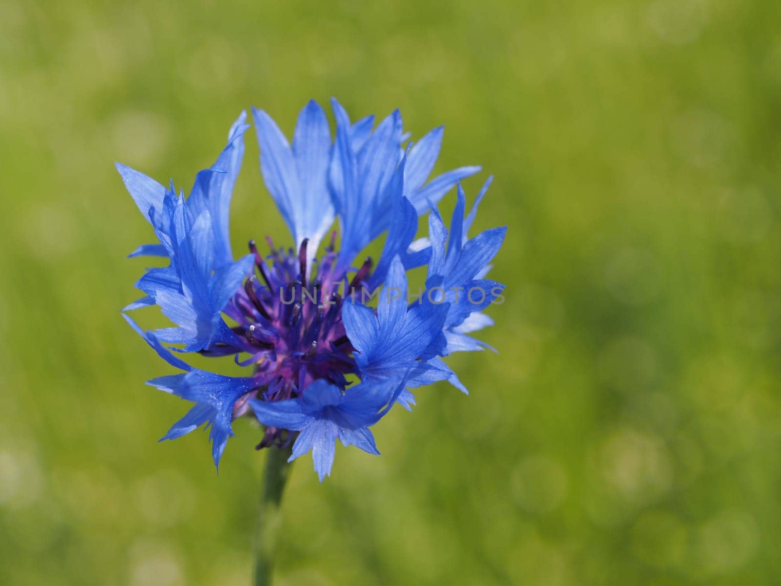 Cornflower