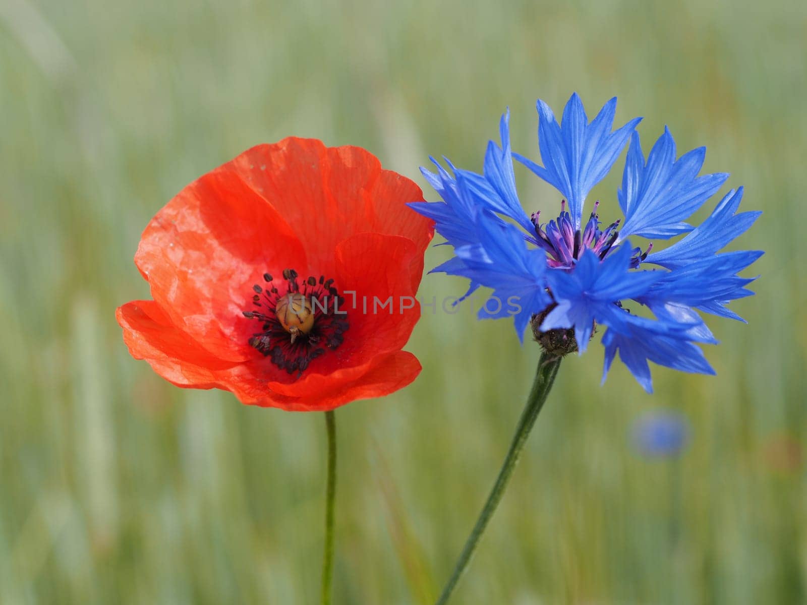 Poppy + Cornflower