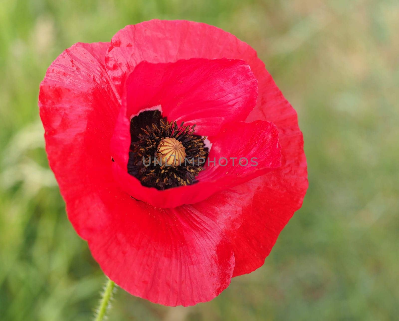 Poppy