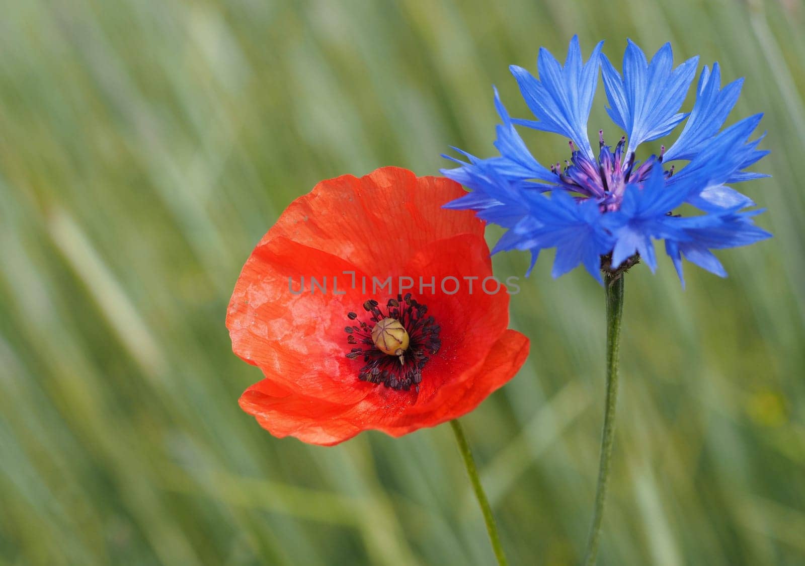 Poppy + Cornflower