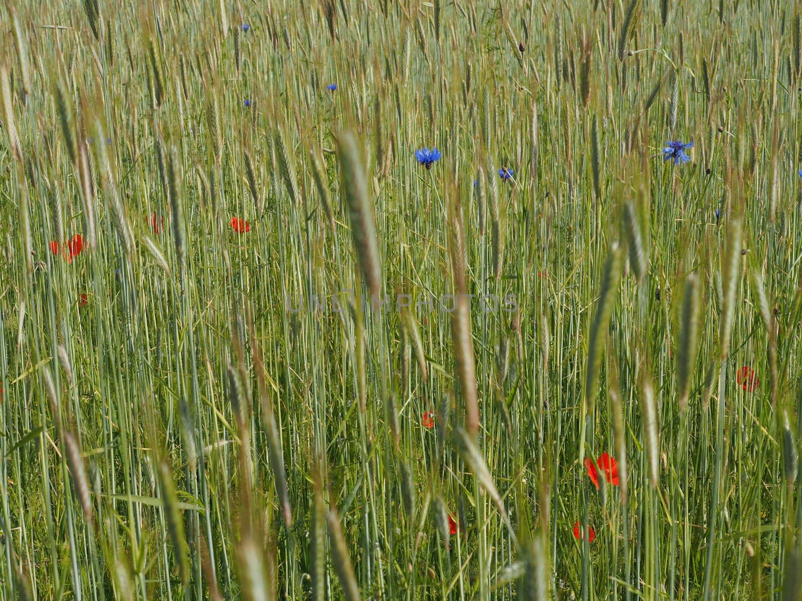 Kornfeld