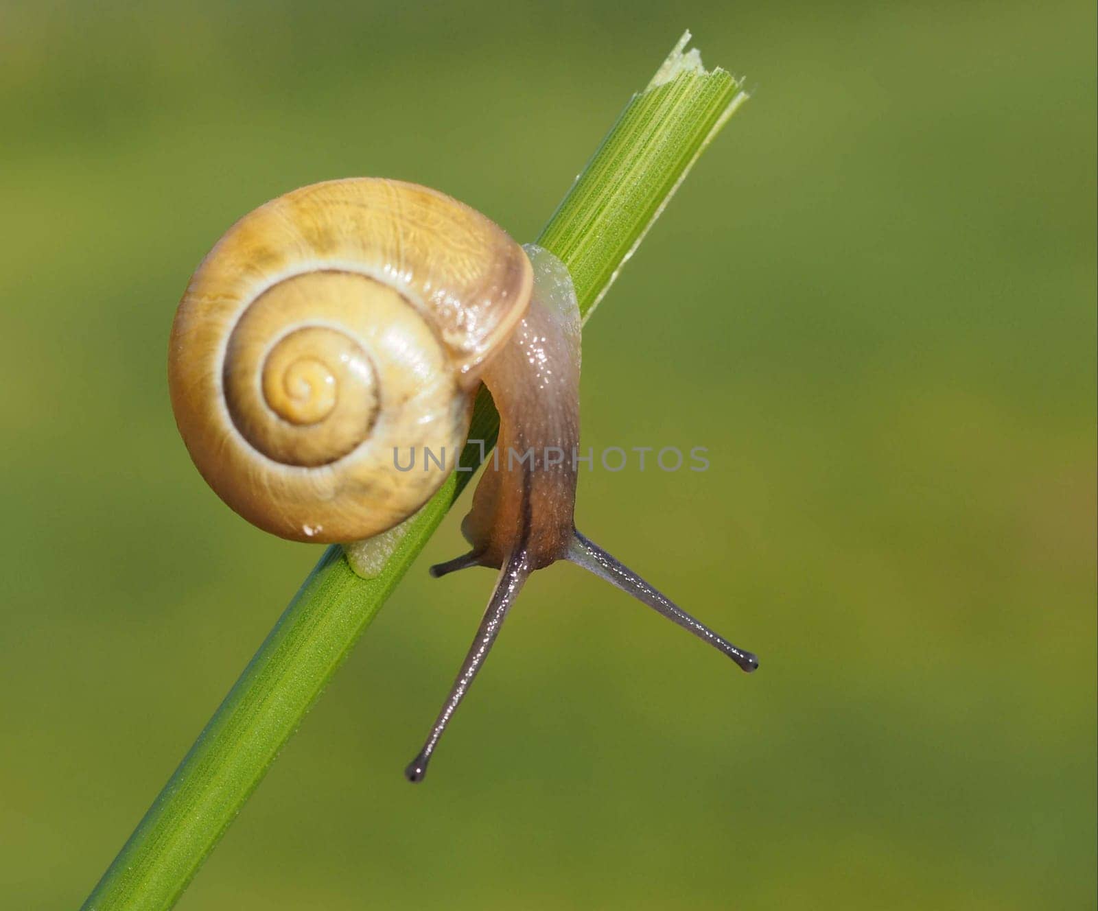 Snail