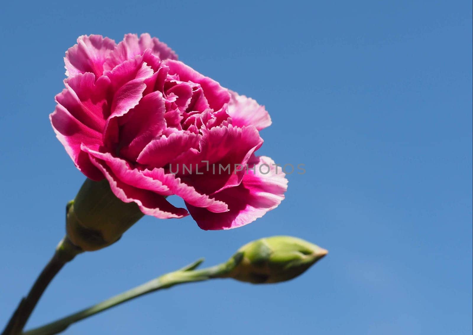 Carnation
