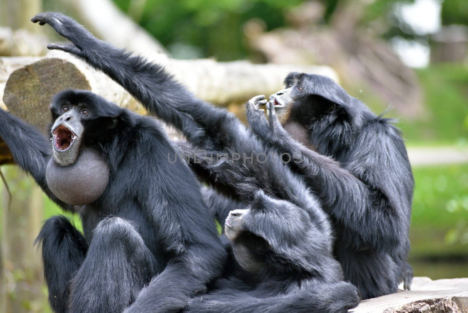 Siamang Gibbon family screaming in fota wildlife park near cobh county cork ireland
