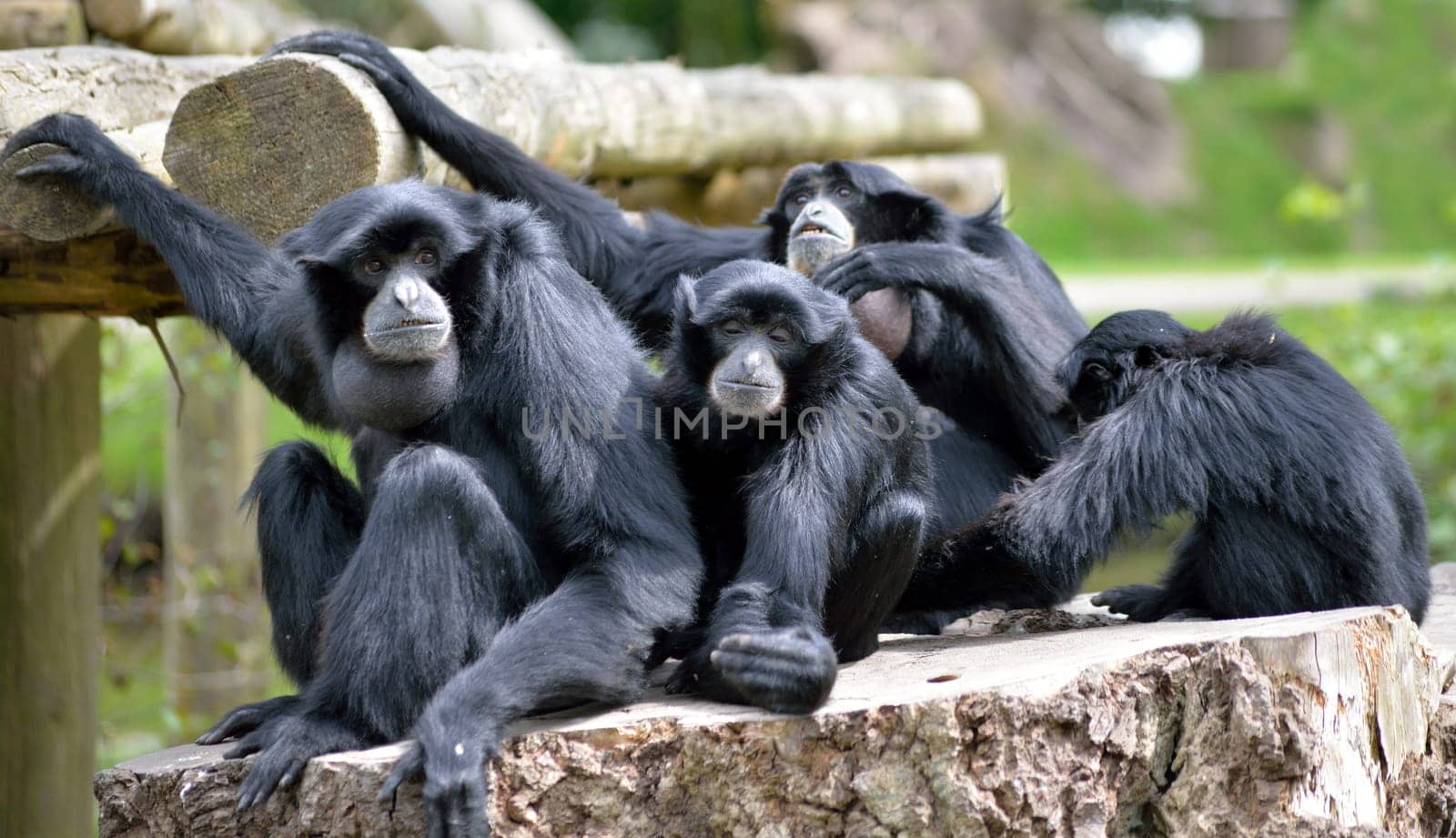 Siamang Gibbon family relaxing in fota wildlife park near cobh county cork ireland